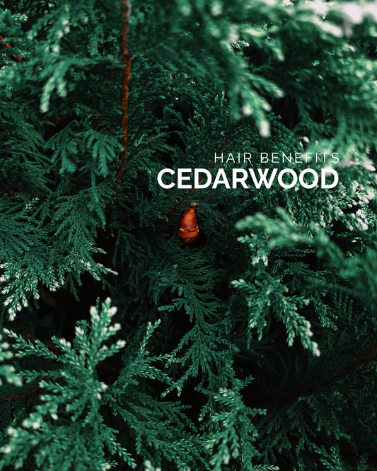 Cedarwood Oil: Hair Benefits