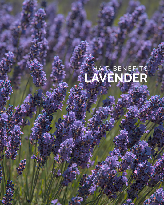 Lavender Oil: Hair Benefits