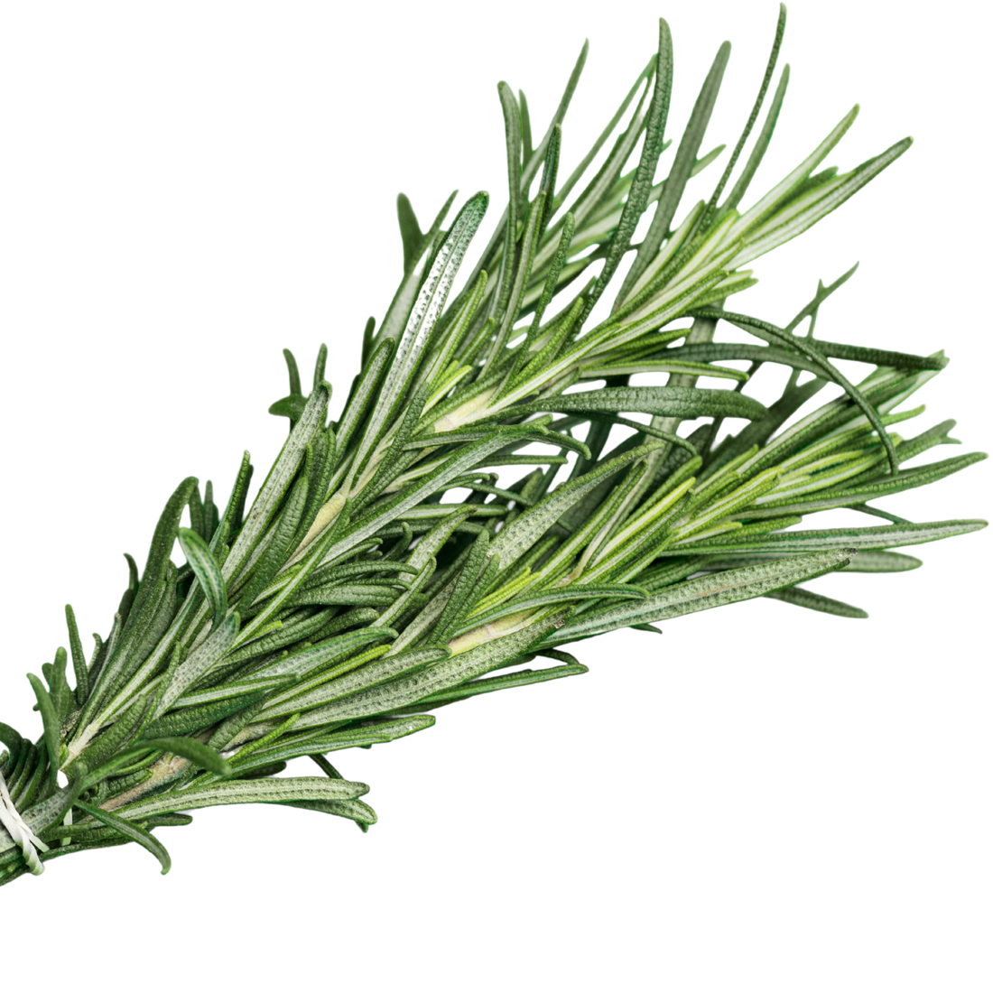 Rosemary Oil: Nature's Answer to Hair Loss