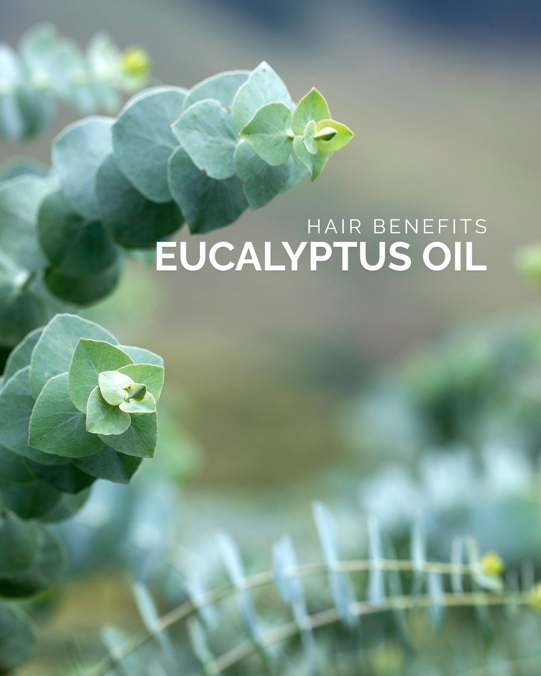 Eucalyptus Oil: Hair Benefits