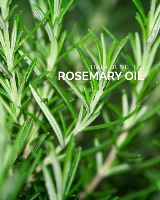 Rosemary Oil: Hair Benefits